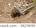 nutria, coypu, terrestrial animal 4629690