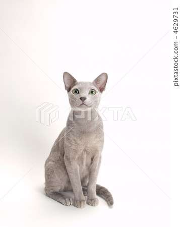 坐俄羅斯藍 4629731