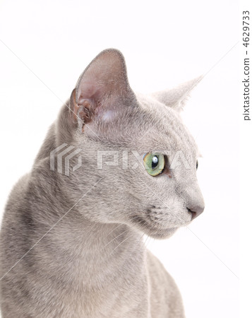 貓的臉朝上 4629733