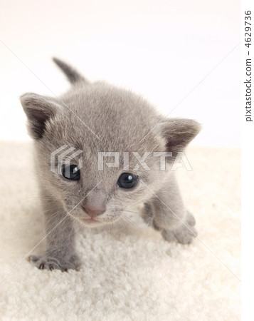 Russian Blue's Kitten Up Russian Blue's Kitten Up 4629736
