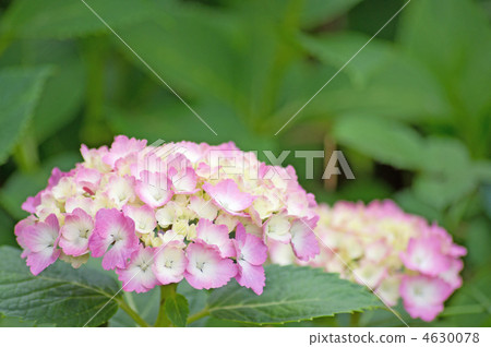 Pink hydrangea (rainy season image) Pink hydrangea (rainy season image) 4630078