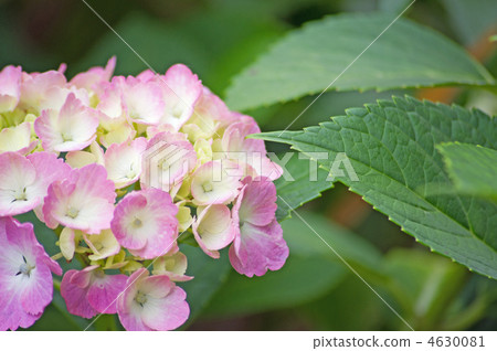hydrangea hydrangea 4630081