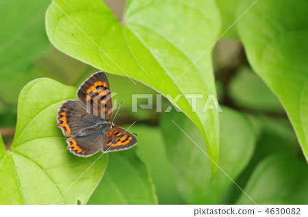 夏天蝴蝶 - Benishizimi 夏天蝴蝶 - Benishizimi 4630082
