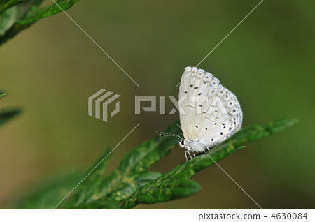 夏日蝴蝶 - Lulish Shimizu - 夏日蝴蝶 - Lulish Shimizu - 4630084