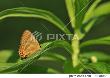 夏天蝴蝶 - Troughfiszimi夏天類型〜 夏天蝴蝶 - Troughfiszimi夏天類型〜 4630085