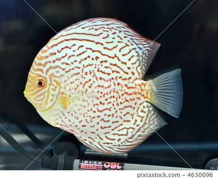 most popular discus fish