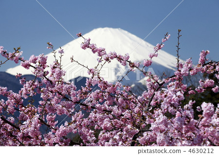 Fuji and Kawazu cherry tree Fuji and Kawazu cherry tree 4630212