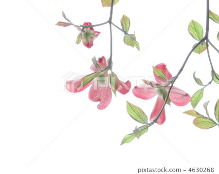 花樹/紅色花/粉紅色的花/美洲蝦虎魚/白背 花樹/紅色花/粉紅色的花/美洲蝦虎魚/白背 4630268