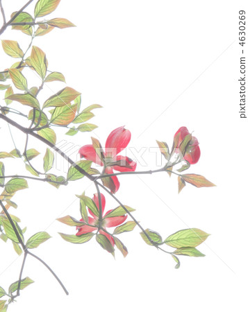 花樹/紅色花/粉色花/美國Yamaboshi /白背（垂直位置） 4630269