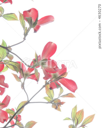 花樹/紅色花/粉色花/美國Yamaboshi /白背(垂直位置) 花樹/紅色花/粉色花/美國Yamaboshi /白背(垂直位置) 4630270