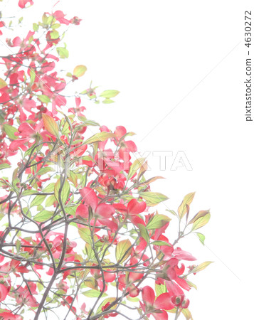 花樹/紅色花/粉色花/美國Yamaboshi /白背(垂直位置) 花樹/紅色花/粉色花/美國Yamaboshi /白背(垂直位置) 4630272