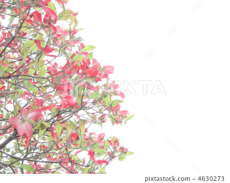 花樹/紅色花/粉紅色的花/美洲蝦虎魚/白背 花樹/紅色花/粉紅色的花/美洲蝦虎魚/白背 4630273