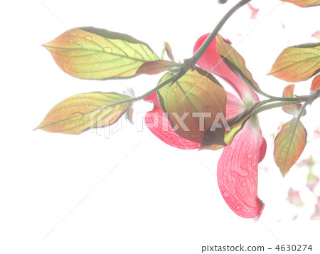 花樹/紅色花/粉紅色的花/美洲蝦虎魚/白背 花樹/紅色花/粉紅色的花/美洲蝦虎魚/白背 4630274