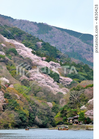 春天嵐山 春天嵐山 4630428
