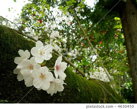 Cherry blossoms in Kyoto Cherry blossoms in Kyoto 4630450