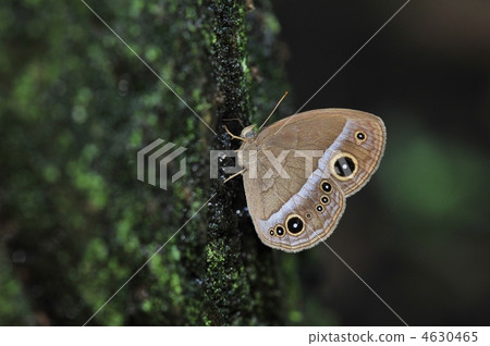 Summer Butterfly - Kojonome - 4630465