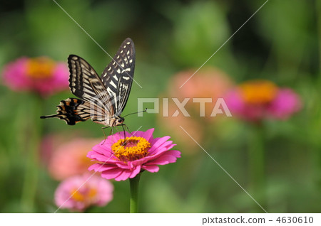 Summer butterfly - Ageha - 4630610