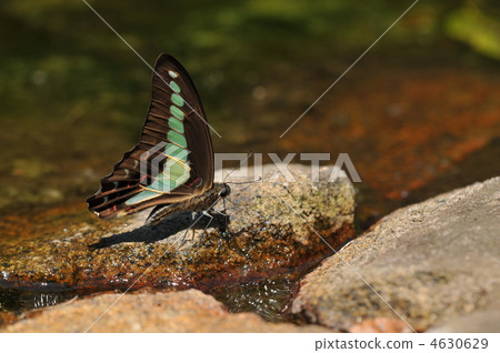 Summer butterfly - Aosujijiha - 4630629