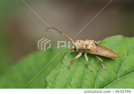 A member of the beetle - Shiro Yahazamamikiri - 4630746