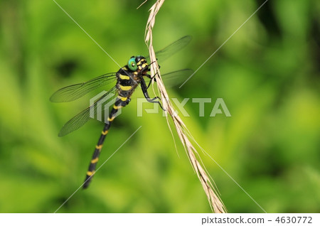 Summer onyama Summer onyama 4630772