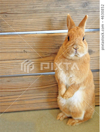 站立的兔子 4630852