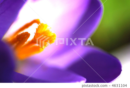 Crocus Crocus 4631104