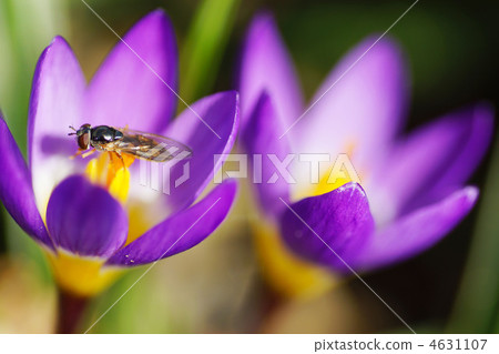 Crocus Crocus 4631107