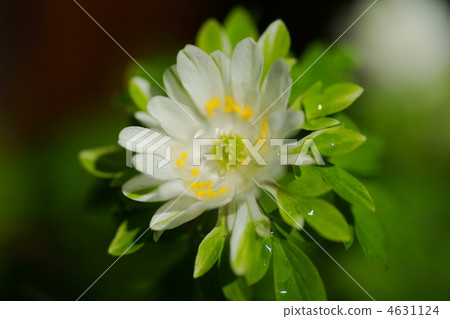 銀蓮花 金鳳花 櫟林銀蓮花 4631124