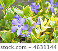 vinca major, periwinkle, vinca 4631144