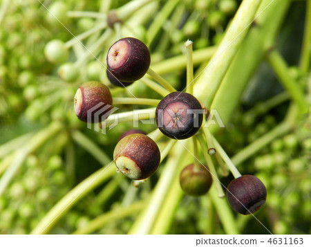 成熟果子成熟為鳥繁殖的季節 4631163