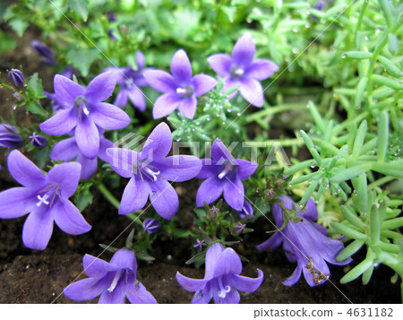 Campanula (Get Me) 4631182