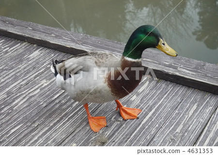 鴨 鴨 4631353