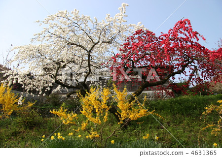 bloom, blossom, blossoms 4631365