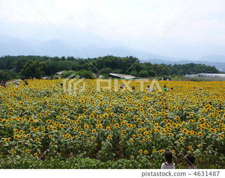 山梨縣電影地點的向日葵領域 4631487