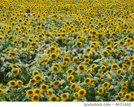 Sunflower field of Yamanashi prefecture film location 4631488