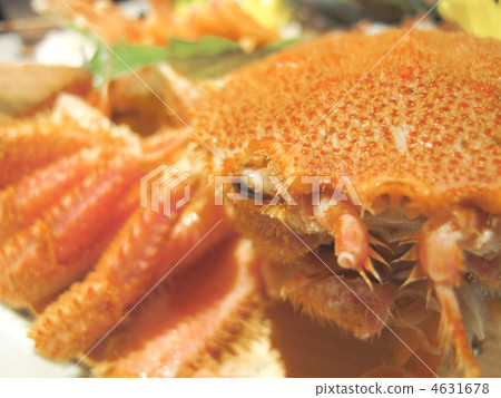 Shell / hair crab / cuisine / ingredients / Hokkaido-produced / Japan Shell / hair crab / cuisine / ingredients / Hokkaido-produced / Japan 4631678