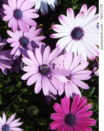 OsteosPermám OsteosPermám 4631776