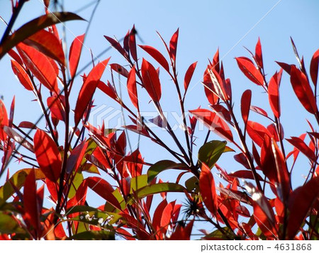 Red young leaf of Kaname-mochi 4631868