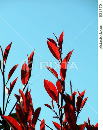 Kanamome mochi with red young leaves Kanamome mochi with red young leaves 4631870
