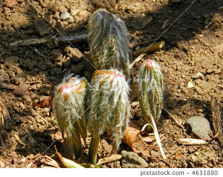 Yaburegasa (broken umbrella) sprout Yaburegasa (broken umbrella) sprout 4631880