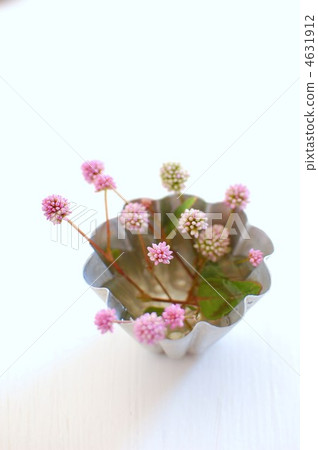 小花 4631912