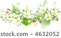 Strawberry flowers and fruits 4632052