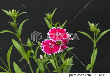 撫子 撫子 4632059