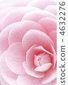 camellia, japanese camellia, bloom 4632276