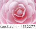 camellia, japanese camellia, bloom 4632277