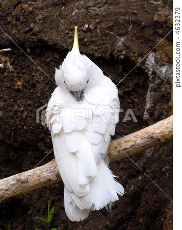 Wing feathers Wing feathers 4632379