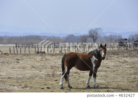 馬 馬兒 動物 4632427