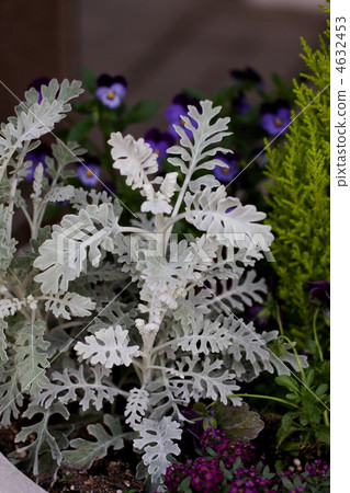 Shirota aegi Shirota aegi 4632453