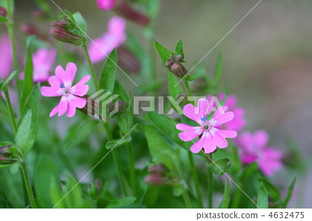 Primula Primula 4632475