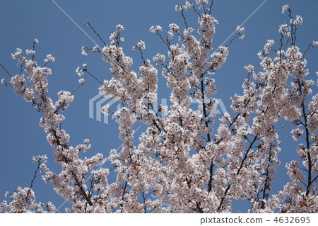 cherry blossom, cherry tree, sakura 4632695